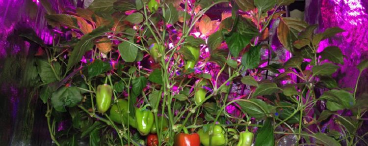 Green-Living-Tips-for-Your-Home-Picture